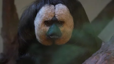 Close up of Tamarin primate. Stock Footage 263566936