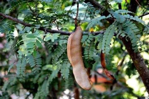 Close up of Tamarind fresh fruit on tree, Tropical fruits, Tree tamarind. Raw Stock Photos
