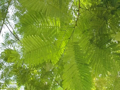 Close up Tamarind leaves blowing under wind breeze Stock Footage 80482474