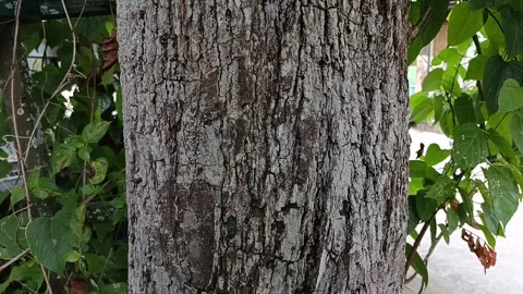 Close Up of Tamarind Tree Trunk Bark Texture Stock Footage 340748108