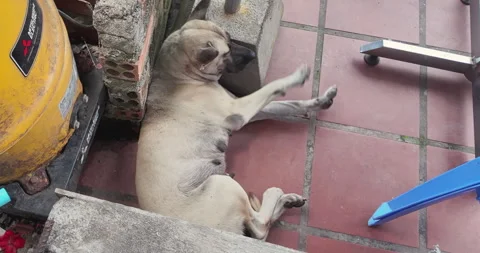 Close up of a tan dog with a black muzzle resting on a red tiled floor Stock-Footage 330989349