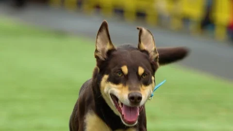 Close up of tan kelpie in the Casterton Kelpie Muster Kelpie Dash. Stock Footage 87838184