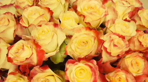 Close up of tan roses Stock Footage 55279737