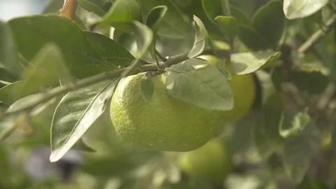 Close - up of tangerine on a tree Video stock 97792117