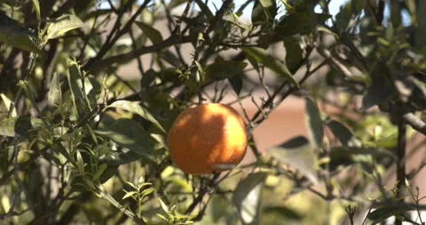 Close-up of a tangerine on a tree Stock Footage 151379354