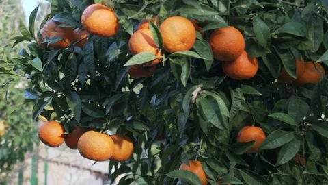 Close up tangerine tree - Pan Stock Footage 108964770