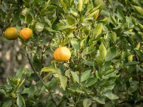 Close Up of tangerine tree Stock Photos