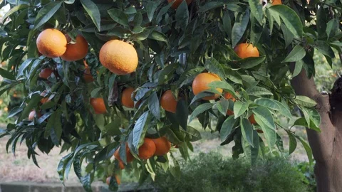 Close up tangerine tree - Tilt Stock Footage 108965149
