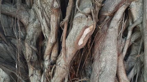 Close-up of tangled banyan tree roots and aerial roots. Natural background Фото