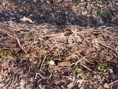 Close up tangled up vines on tree fallen forest floor dead Foto stock