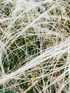 Close-up of tangled white spider web on green plants Stock Photos
