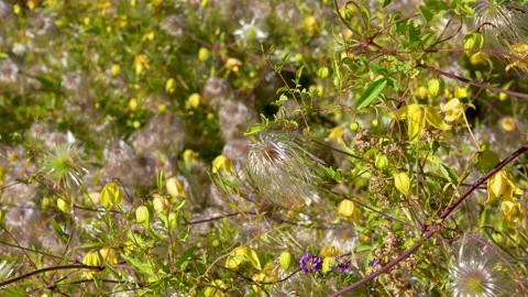 Close-Up of Tangled Yellow Clematis Vines with Silky Seed Heads Видео 343440336