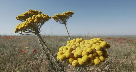 Close up Tansy against the background of the steppe, poppies and sky. Insects. Stock Footage 140161613