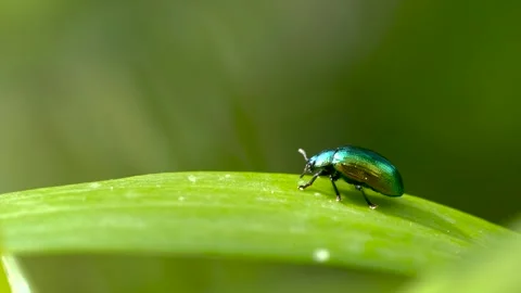 Close up of Tansy beetle (Chrysolina graminis) on a green leaf Stock Footage 276678281