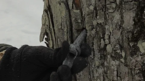 Close Up of Tap Being Hammered Into Maple Tree To Collect Sap For Maple Syrup Video stock 124822006