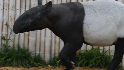 Close up of Tapir Stock Footage 119486520