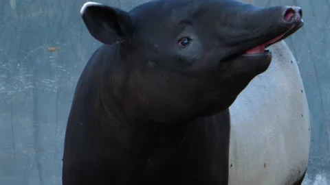 Close up of Tapir Stock Footage 135605808