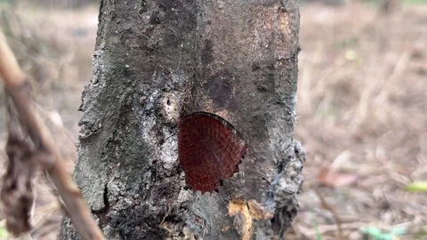 Close-Up of a Tapped Rubber Tree Trunk at a Plantation Stock Footage 344832473