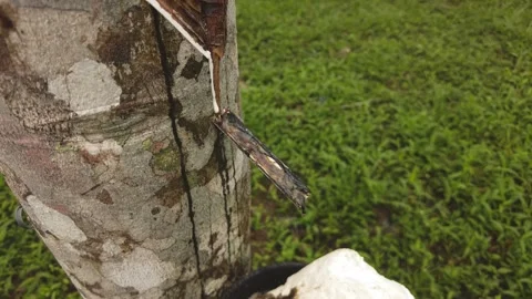 Close up of tapping latex from rubber tree in Malaysia. 4K slow-motion Video stock 256863372