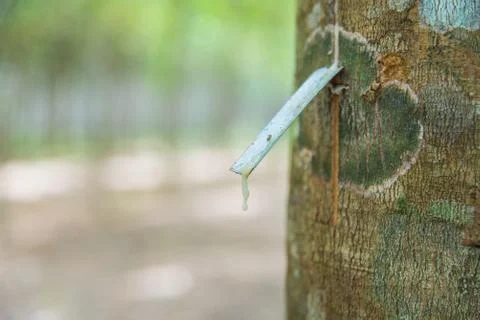 Close up of Tapping sap from latex rubber tree with selective focus Stock Photos