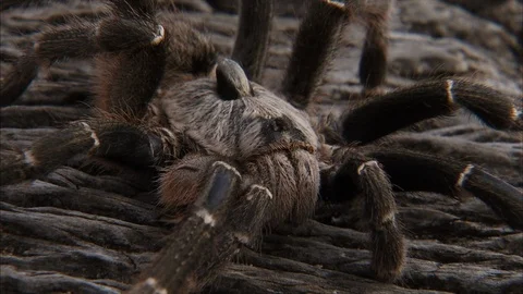 Close Up of a Tarantula, Baboon spider [HD] Stockbeeldmateriaal 108590615