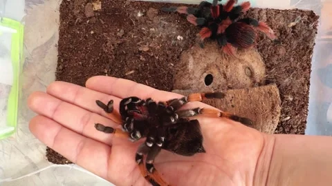 Close-up of tarantula crawling on human hand in terrarium Stock Footage 292446572