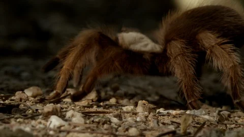 Close-up Tarantula crawls across ground Stock-Footage 114898181