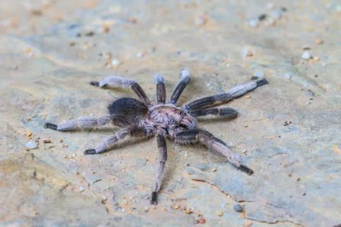 Close up Tarantula on ground Stock Photos