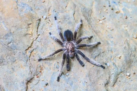 Close up Tarantula on ground Stock Photos