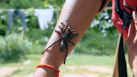 Close-up on a tarantula hung on forearm Stock Footage 85996249