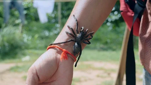 Close-up on a tarantula hung on forearm Stock Footage 86143676
