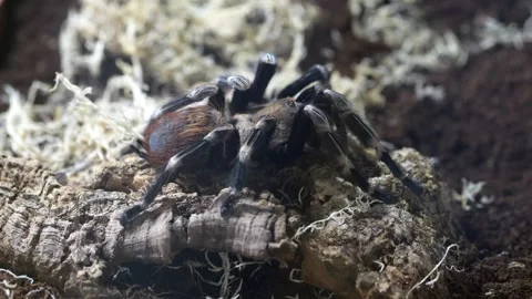 Close-up of tarantula on weathered wood surrounded by moss Stock Footage 346291108