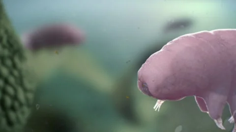 Close up  Tardigrade Swimming between Moss. Bluish colored. Vidéo 47513207