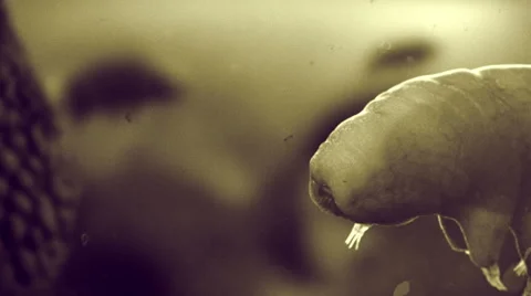 Close up  Tardigrade Swimming between Moss. Like SEM colored. Vidéo 47514995