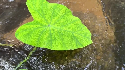 Close Up Taro Leaf Growing in Water in Cambodia Stock Footage 336781878