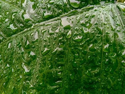 Close up of taro leaf with raindrops on it Stock Photos