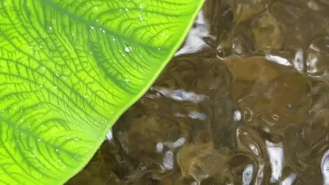Close Up Taro Leaf by Water in Cambodia 库存影片 336781890