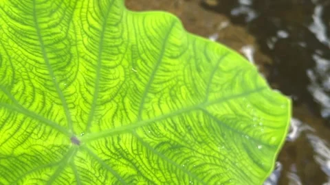 Close Up Taro Leaf by Water in Cambodia 動画素材 336781893