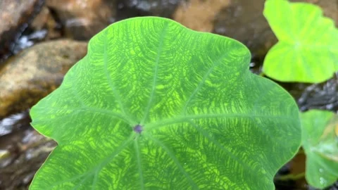 Close Up Taro Leaf by Water in Cambodia Stock Footage 336781901