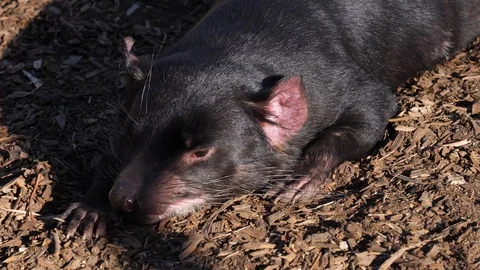 Close up of Tasmanian devil on the ground Stock Footage 108913660