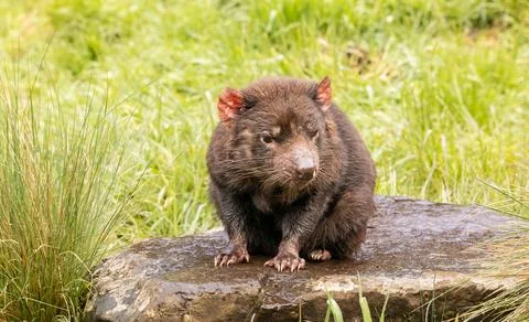 Close up of a Tasmanian Devil sitting on a rock in Tasmania, Australia Stock Photos