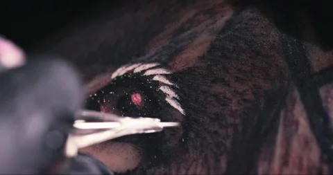 Close up tattoo artist shows the process of getting tattoos with paint. Stock Footage 236340950