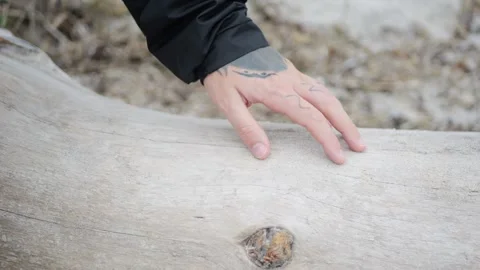 Close-up of a tattooed hand gently touching a weathered log outdoors... Stock Footage 317702817