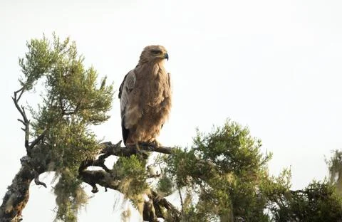 Close-up of a tawny eagle perching on a tree branch Stock Photos
