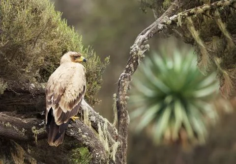 Close-up of a tawny eagle perching on a tree branch Stock Photos