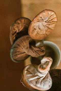 Close up tea filter bag Stock Photos