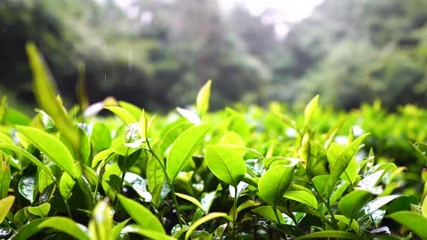 Close-up of tea garden in spring Stock Footage 170537622
