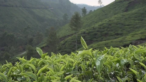 Close up tea leaf in a plantation of munnar kerala india hills on the backgro Video stock 105983127