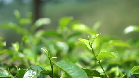 Close-up of tea leaf shoots in a plantation, representing natural farming Stock-Footage 326320905