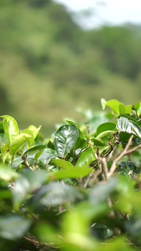 Close-up of tea leaf shoots in a plantation, representing natural farming Video stock 326320923